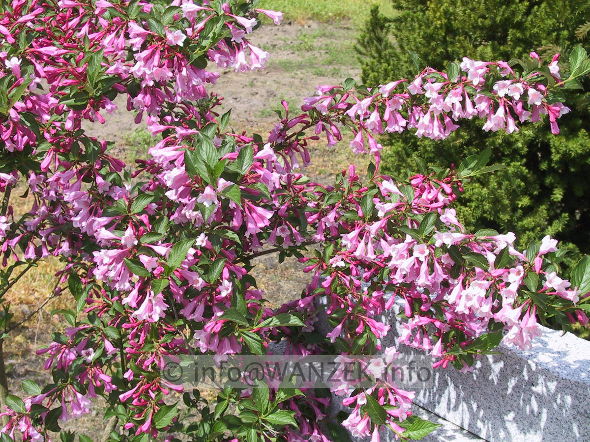 Weigela florida 01.JPG